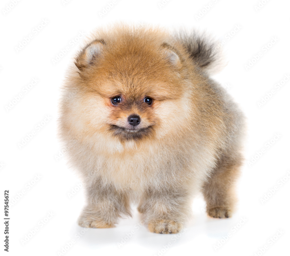 Obraz premium Pomeranian puppy isolated on a white background