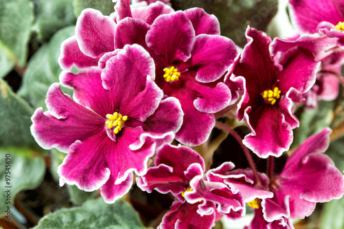 Fototapeta Naklejka Na Ścianę i Meble -  African Violet (Saintpaulia)