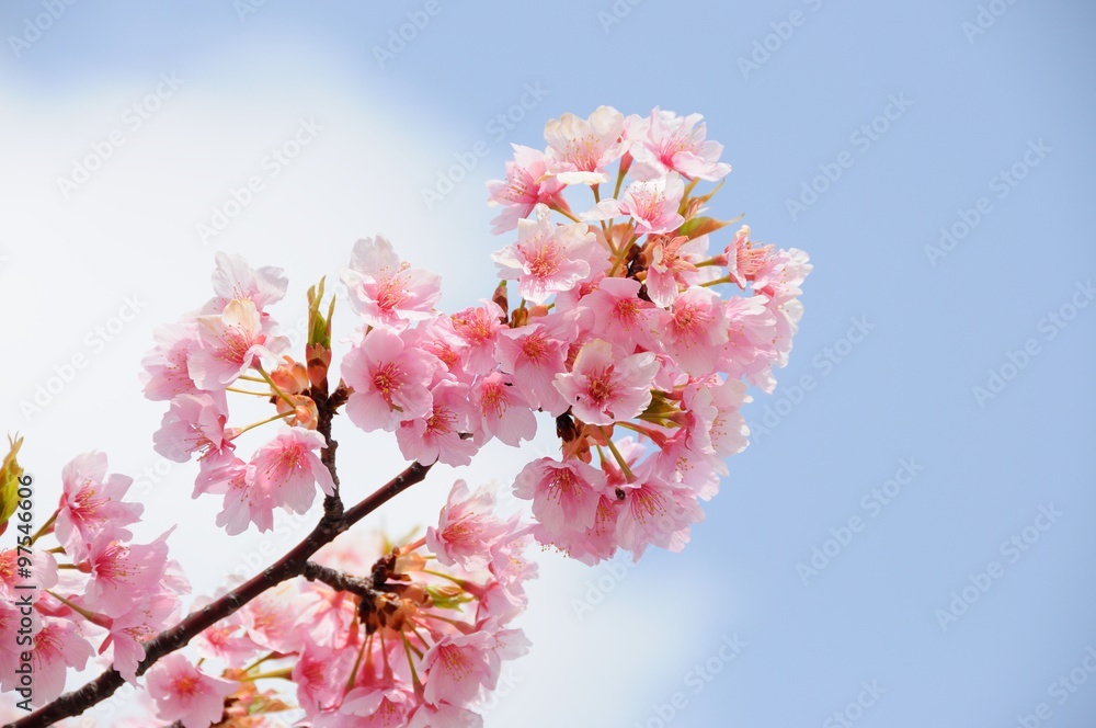 Cherry blossom branch in front of blue sky