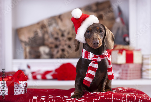 Christmas wreath on neck dachshund puppy