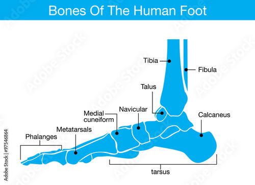 Illustration about bones of the human foot which it was blue tone color and have describe to name of all bone