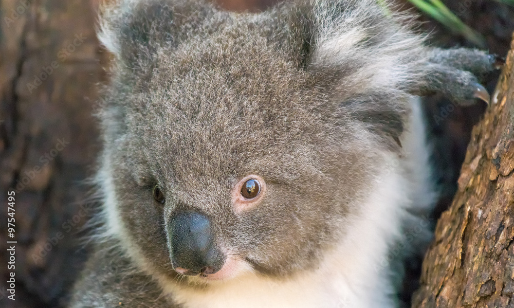 Obraz premium Koala in Cape Otway, Great Ocean Road, Victoria, Australia