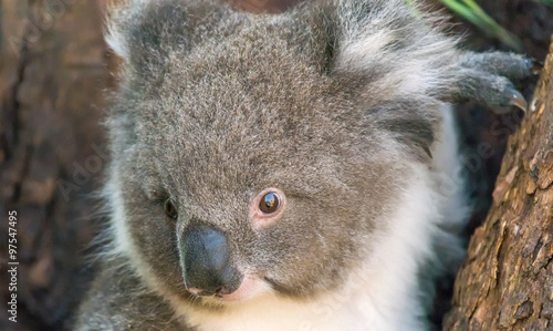 Fototapeta Naklejka Na Ścianę i Meble -  Koala in Cape Otway, Great Ocean Road, Victoria, Australia