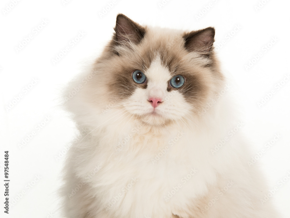 Pretty rag doll cat portrait isolated on a white background