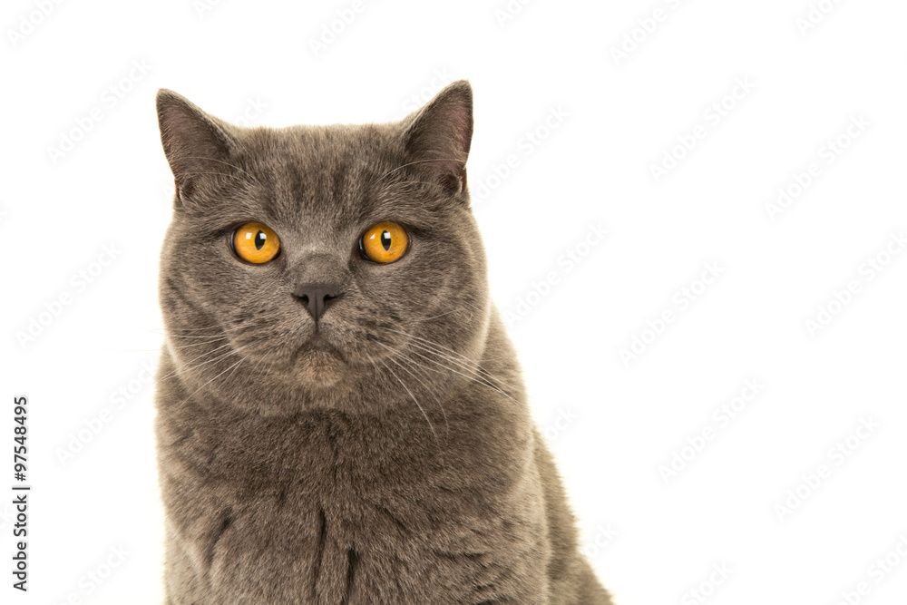 Grey pretty british shorthair cat portrait isolated on a white background