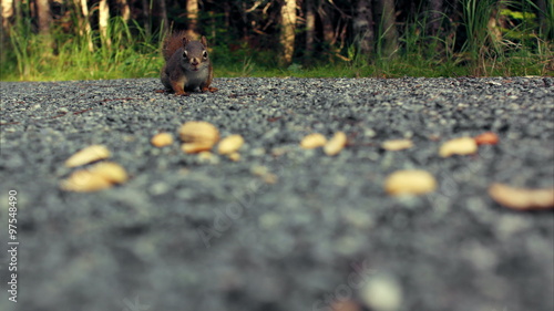 Squirrel Eating Peanuts on the Ground Close-up photo