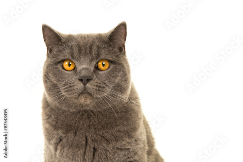 Grey pretty british shorthair cat portrait isolated on a white background