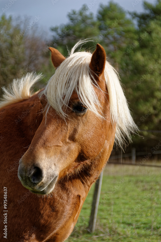 Fototapeta premium poney