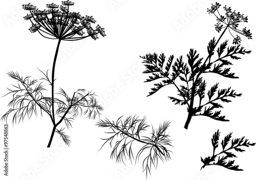  illustration with black isolated dill