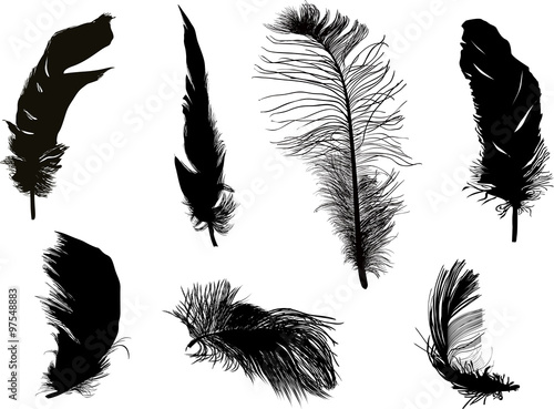 seven fluffy black feathers isolated on white