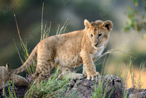 Lion cub  National park of Kenya  Africa