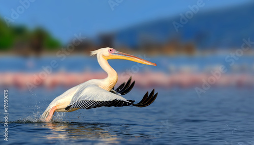 Great white pelican