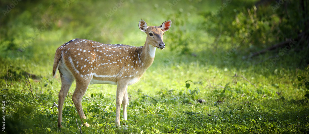 Fototapeta premium Wild Spotted deer