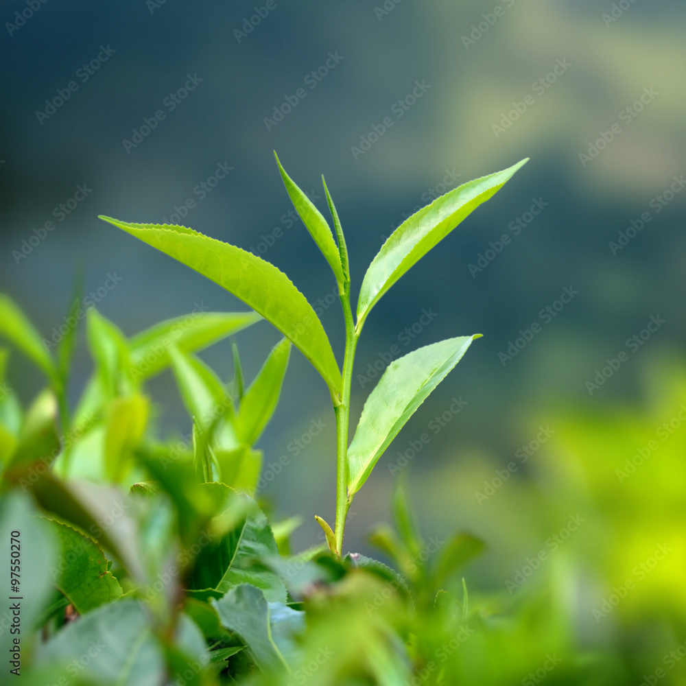 Tea leaves Tea leaves