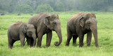 Elephants