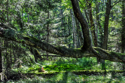 Shadows in a very dense forest