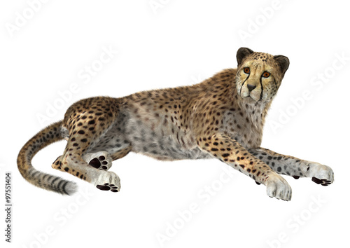 Big Cat Cheetah