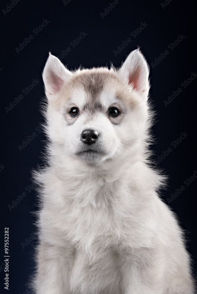 Cute little puppy of syberian husky Cute little puppy of syberian husky