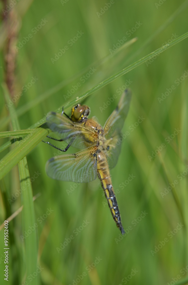 Libellule à quatre taches (Libellula quadrimaculata) Libellule à quatre taches (Libellula quadrimaculata)