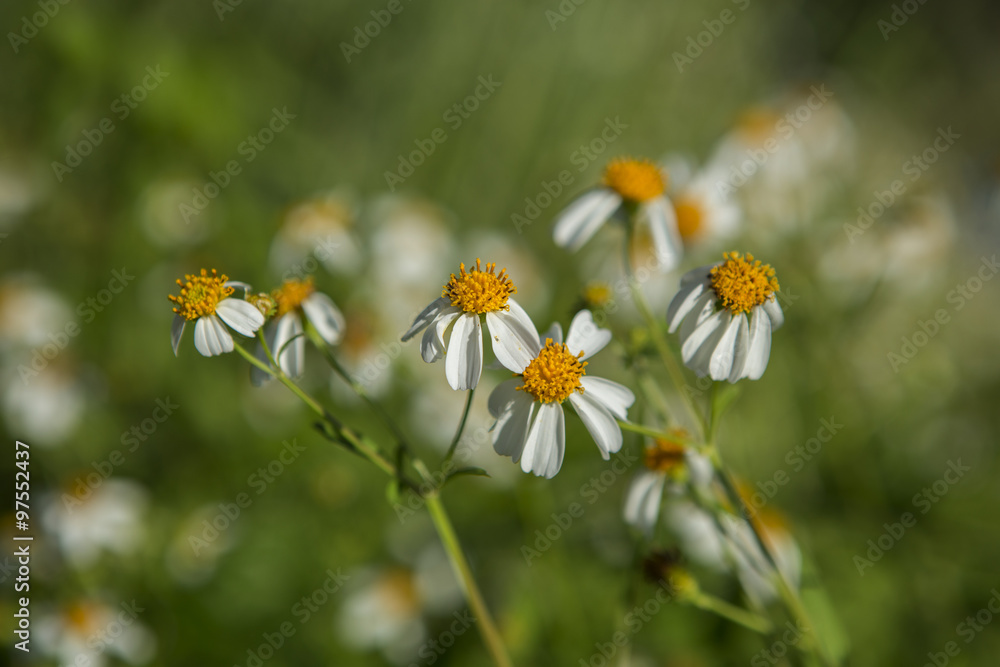 white flowers on blur blackground white flowers on blur blackground