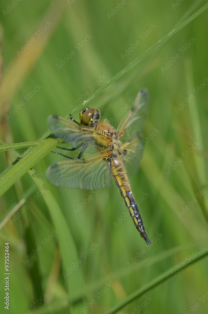 Libellule à quatre taches (Libellula quadrimaculata) Libellule à quatre taches (Libellula quadrimaculata)