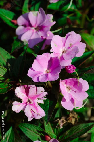 Little pink flowers © Scartech