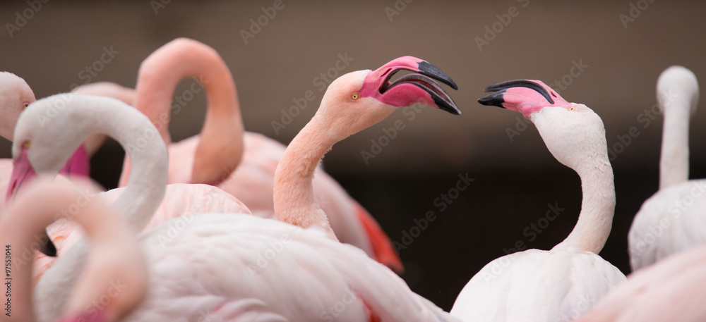 Obraz premium Portrait of a pink flamingo.