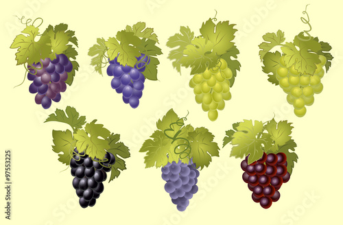 Vector set of bunches of grapes. A set of bunches of grapes of different colors.