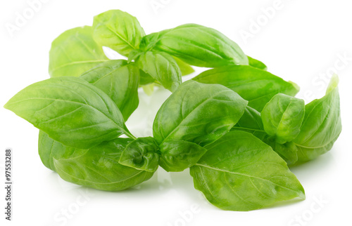 basil leaves isolated on the white background