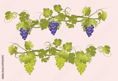 Vines with bunches of grapes in vintage style.