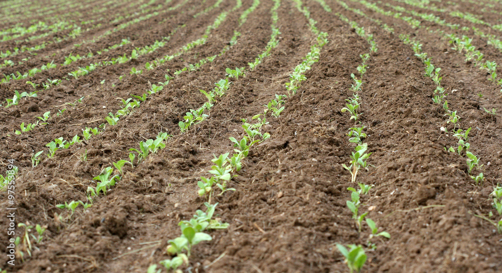 Potato field Potato field