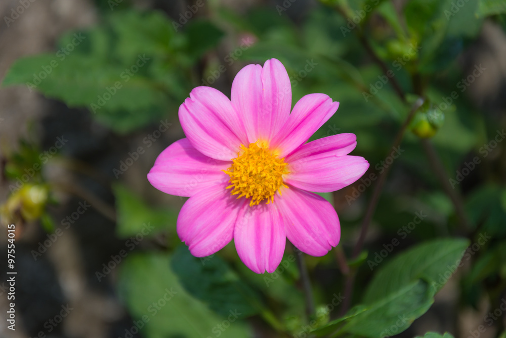 Pink little flower Pink little flower