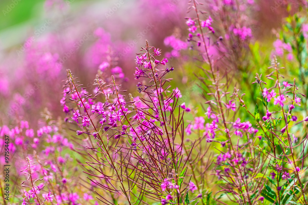 Fototapeta premium Fluffy pink fireweed flowers