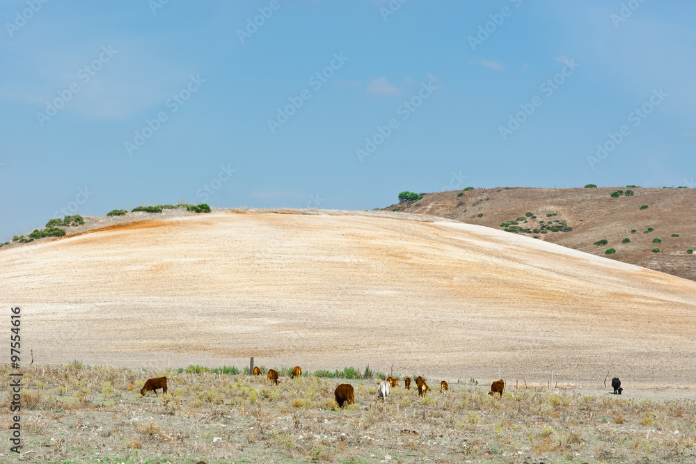 Fototapeta premium Grazing Cows