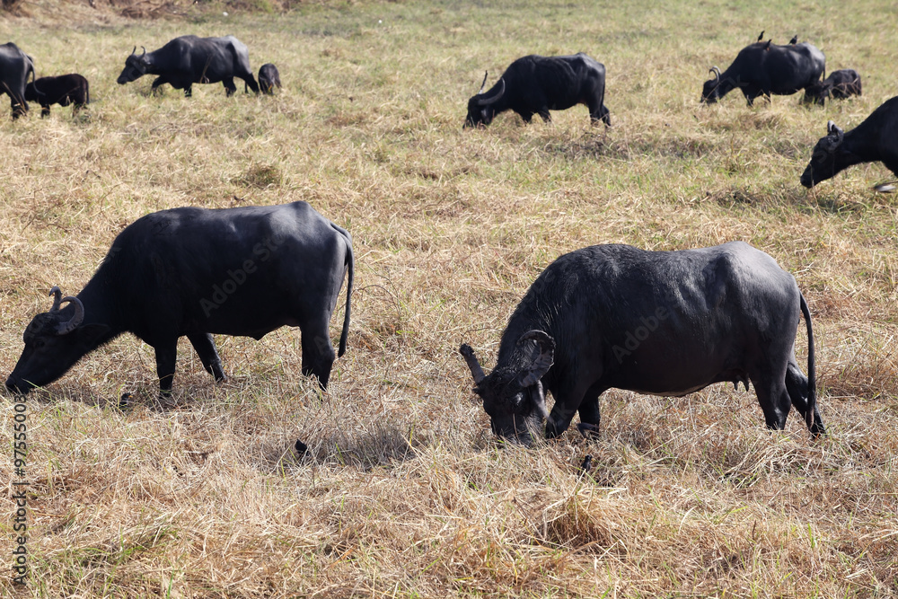 water buffalo eating grass in field water buffalo eating grass in field