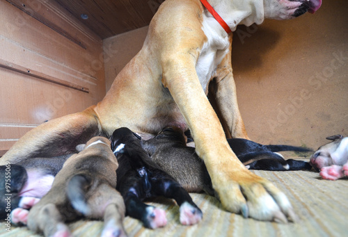 american staffordshire terrier mother dog breastfeeding puppies