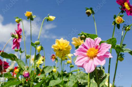 Dahlia flower in the garden and blue sky