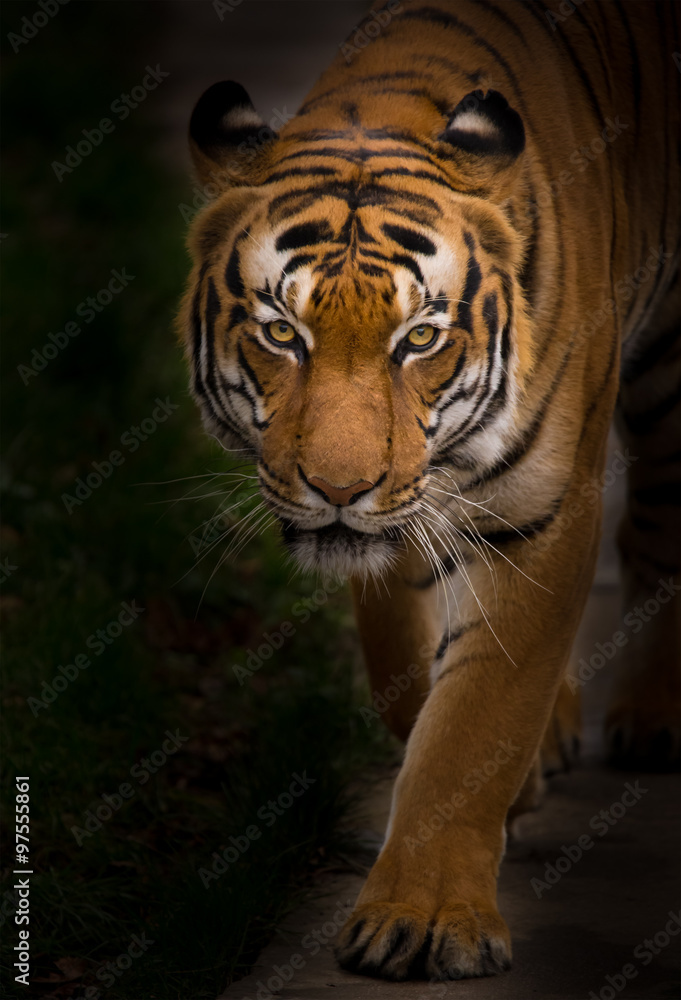 Fototapeta premium Sumatran Tiger close-up.