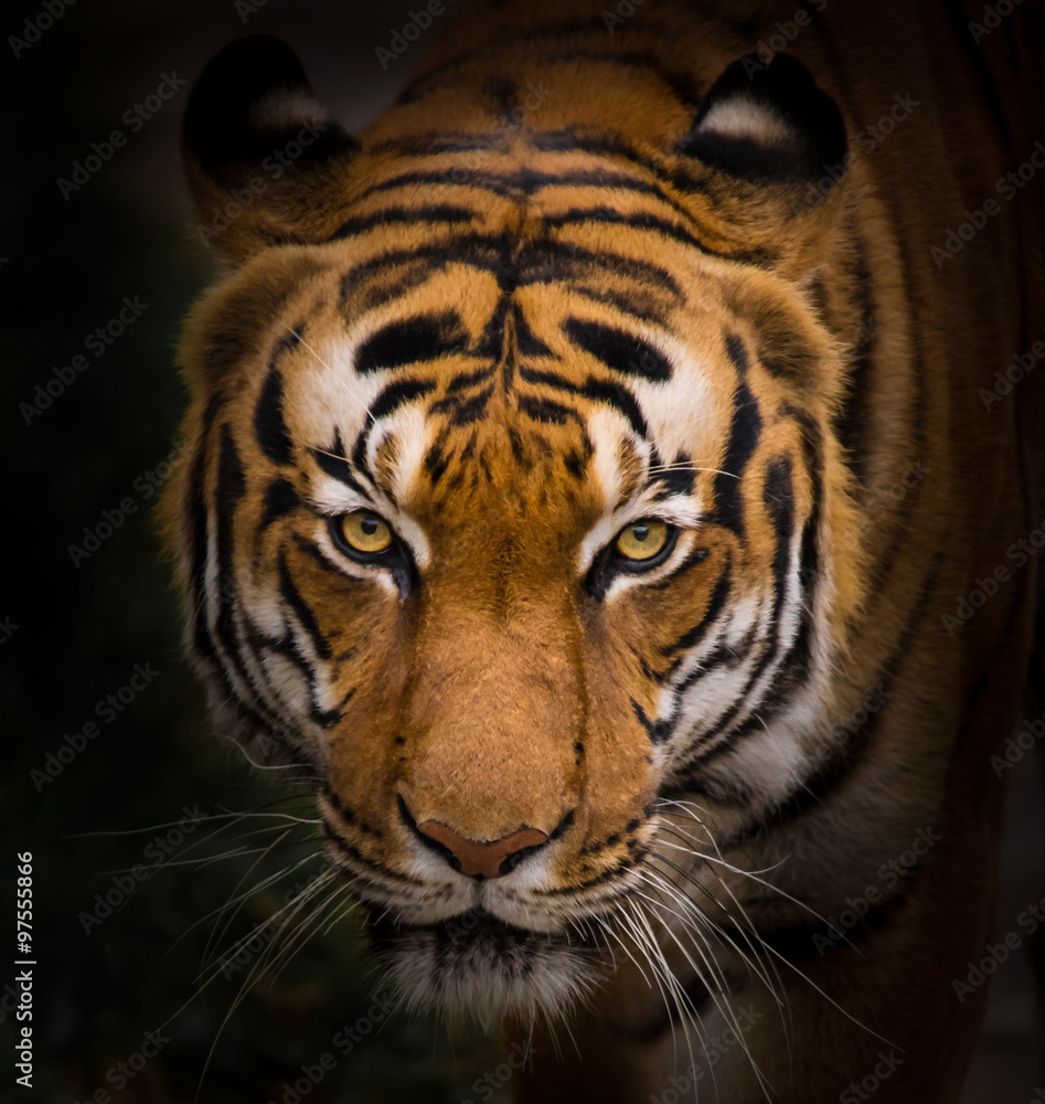 Obraz premium Tygrys sumatrzański z bliska.