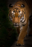 Sumatran Tiger close-up.