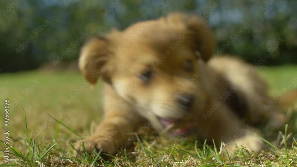 Girl playing with her puppy in the garden. Shot in 4K
Girl playing with her puppy in the garden. Shot in 4K
