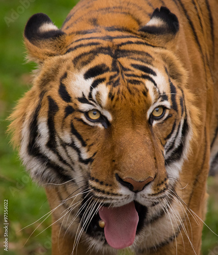 Sumatran Tiger close-up. © Lukas Gojda