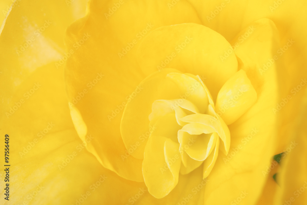 Fototapeta premium makro obraz żółty kwiat begonii