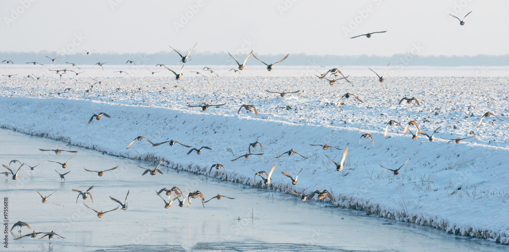 Birds flying over a snowy canal in winter Birds flying over a snowy canal in winter