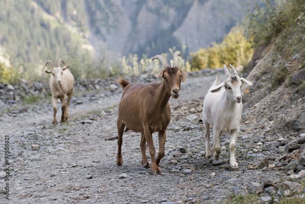 three goats walking along a mountain road home at Georgia, Svanetia,