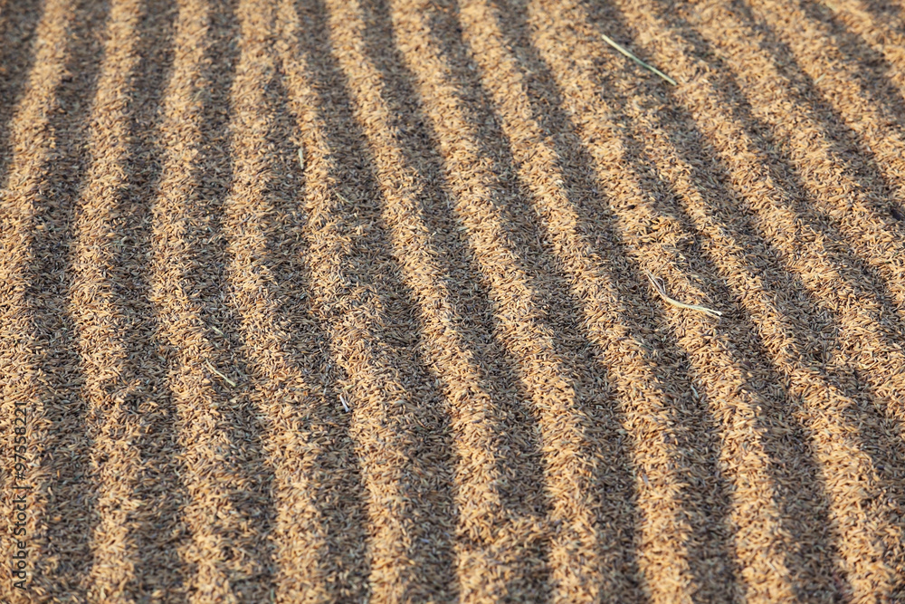 paddy rice grain paddy rice grain