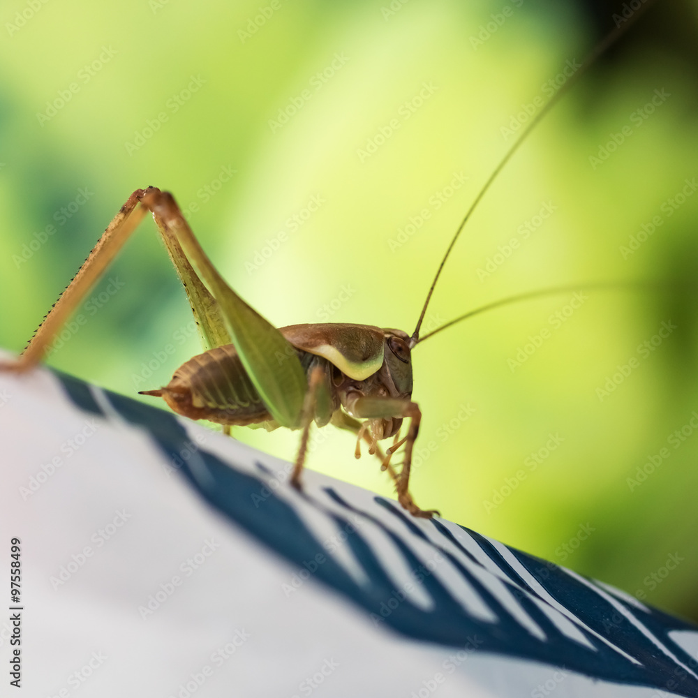 Fototapeta premium Grasshopper on polyethylene