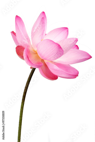 lotus flower isolated on white background.