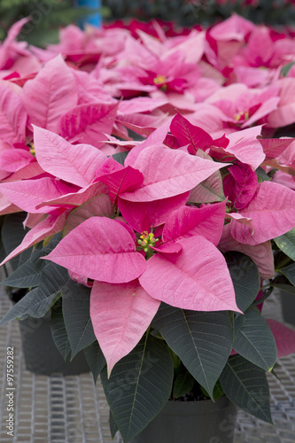 Pink Christmas Poinsettia