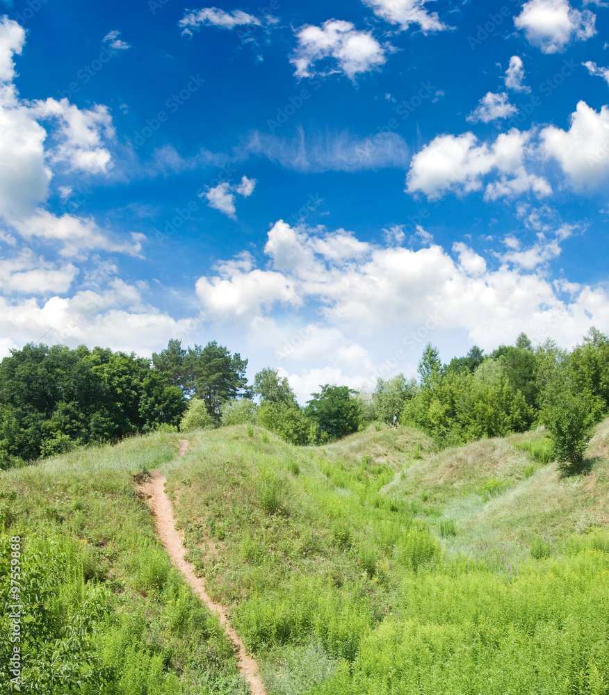 Fototapeta premium a beautiful forest landscape in summer